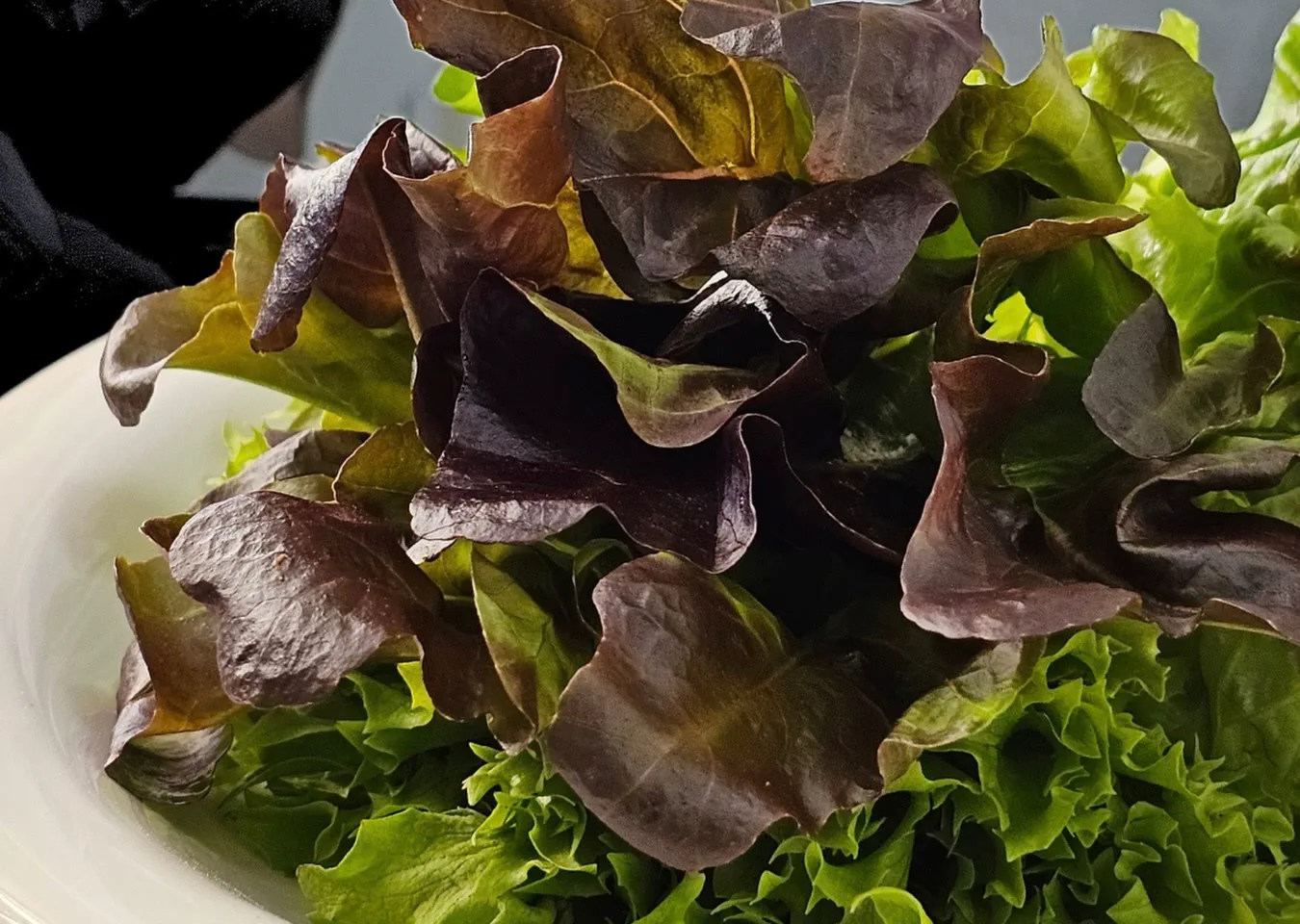 Folhas de alface roxa e verde arrumadas à mão sobre um prato branco